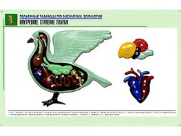 Рельефная таблица "Внутреннее строение голубя" (формат А1, матовое ламинирование) - fgospostavki.ru - Балахна