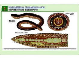 Рельефная таблица "Внутреннее строение дождевого червя" (формат А1, матовое ламинирование) - fgospostavki.ru - Балахна