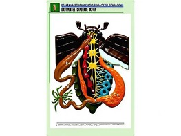 Рельефная таблица "Внутреннее строение жука" (формат А1, матовое ламинирование) - fgospostavki.ru - Балахна