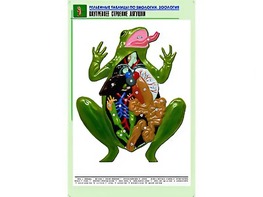 Рельефная таблица "Внутреннее строение лягушки" (формат А1, матовое ламинирование) - fgospostavki.ru - Балахна