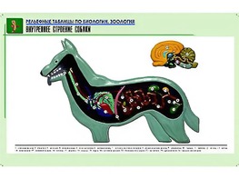 Рельефная таблица "Внутреннее строение собаки" (формат А1, матовое ламинирование) - fgospostavki.ru - Балахна