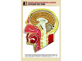 Рельефная таблица "Сагиттальный разрез головы" (формат А1, матовое ламинирование) - fgospostavki.ru - Балахна