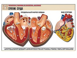 Рельефная таблица "Строение сердца" (формат А1, матовое ламинирование) - fgospostavki.ru - Балахна