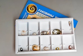 Коллекция "Раковины моллюсков" - fgospostavki.ru - Балахна