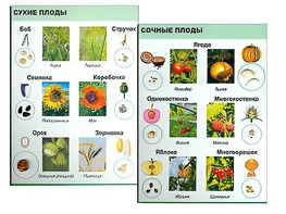 Коллекция "Семена и плоды" - fgospostavki.ru - Балахна