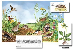 Магнитный плакат-аппликация "Луг: биоразнообразие и взаимосвязи в сообществе" - fgospostavki.ru - Балахна