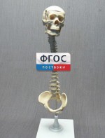 Модель "Позвоночник с черепом и тазом" - fgospostavki.ru - Балахна