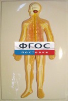 Модель барельефная "Нервная система человека" - fgospostavki.ru - Балахна