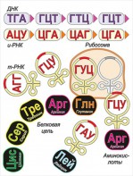Модель-аппликация Биосинтез белка - fgospostavki.ru - Балахна