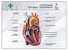 Стенд "Строение сердца человека" - fgospostavki.ru - Балахна