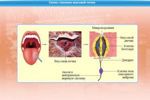 Интерактивные курсы. Биология 10 класс. Расширенный. - fgospostavki.ru - Балахна