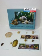 Коллекция "Раковины моллюсков" - fgospostavki.ru - Балахна