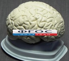Модель "Мозг в разрезе" (белый) - fgospostavki.ru - Балахна