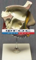 Модель "Разрез носоглотки" - fgospostavki.ru - Балахна