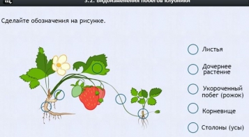Интерактивные курсы. Биология 7 класс. Расширенный. - fgospostavki.ru - Балахна