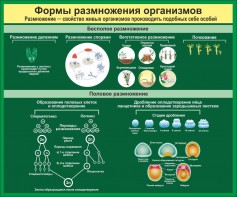 Стенд "Формы размножения организмов" - fgospostavki.ru - Балахна