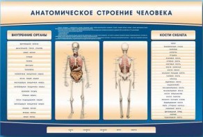 Электрифицированный стенд-тренажер c макетом скелета "Анатомическое строение человека" - fgospostavki.ru - Балахна