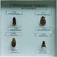 Коллекция энтомологическая "Представители отряда насекомых" - fgospostavki.ru - Балахна