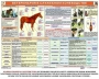 Комплект плакатов "Служебное коневодство" - fgospostavki.ru - Балахна
