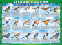 Комплект таблиц "Птицы России (4 листа)" (100х140 сантиметров, винил) - fgospostavki.ru - Балахна