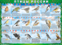 Комплект таблиц "Птицы России (4 листа)" (100х140 сантиметров, винил) - fgospostavki.ru - Балахна