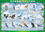 Комплект таблиц "Птицы России (4 листа)" (100х140 сантиметров, винил) - fgospostavki.ru - Балахна