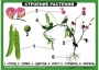 Комплект таблиц "Ознакомление с окружающим миром 1-4 класс" - fgospostavki.ru - Балахна